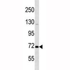 Oct-1 antibody western blot analysis in K562 lysate. Predicted size 80~90 kDa