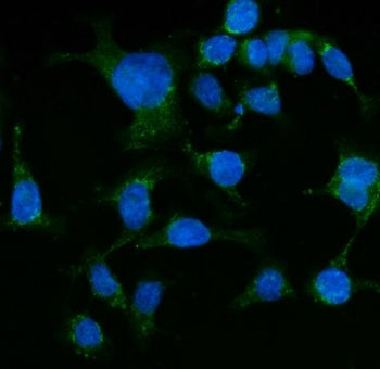 Immunofluorescent staining of FFPE human Caco-2 cells with HSPA9 antibody (green) and DAPI nuclear s