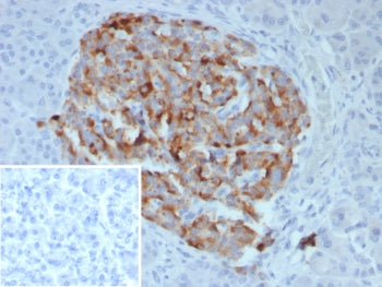 IHC staining of FFPE human pancreas tissue with Chromogranin B antibody (clone CHGB/7756). Inset: PB