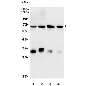 Arylsulfatase B Antibody / Arsb