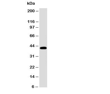 EDA Antibody