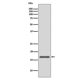 Western blot testing of human MCF7 cell lysate with AGR2 antibody. Expected molecular weight: 17-20 