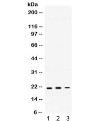 HRAS Antibody