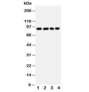 IL4R Antibody