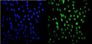 Immunofluorescent staining of FFPE human U-2 OS cells with HSF2 antibody (green) and DAPI nuclear st