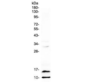 Western blot testing of rat spleen lysate with Pf4 antibody at 0.5ug/ml. Expected molecular weight: 