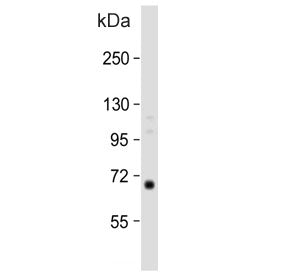 CalDAG-GEFI Antibody / RASGRP2
