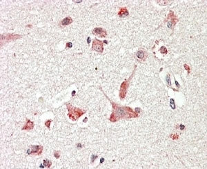 IHC testing of FFPE human cerebral cortex with GLP antibody at 4ug/ml. HIER: steamed with pH6 citrat