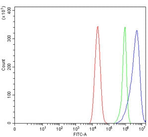 Gastrin Antibody