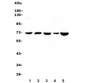 Western blot testing of 1) rat liver, 2) rat spleen, 3) rat PC-12, 4) mouse liver and 5) mouse RAW26