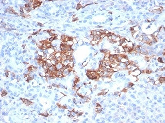 IHC staining of FFPE human pancreas tissue with MIC2 antibody (clone MIC2/7310). HIER: boil tissue s