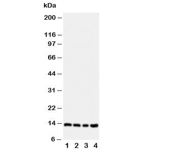 Stefin B Antibody