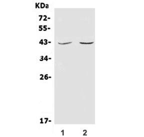 Western blot testing of 1) human Jurkat and 2) mouse thymus lysate with CD48 antibody. Expected mole