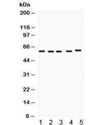FMO1 Antibody