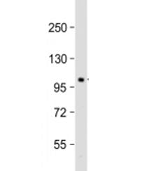 Western blot testing of mouse brain lysate with Pi4ka antibody at 1:2000. Predicted molecular weight