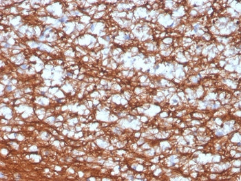 PGP9.5 / UchL1 Antibody