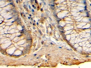 HRH1 Antibody