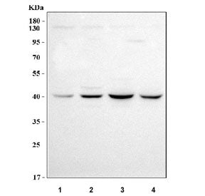 Western blot testing of human 1) A549, 2) 293T, 3) HepG2 and 4) Caco-2 cell lysate with LUC7L antibo