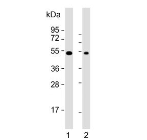 Western blot testing of human 1) HeLa and 2) K562 cell lysate with DDX39B antibody. Predicted molecu