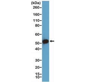 Western blot testing of human HEK293 cell lysate with recombinant p53 antibody at 1:1000 dilution. E