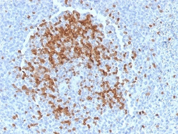 IHC testing of FFPE human spleen with TCL1 antibody (clone TCL1/2078). HIER: boil tissue sections in