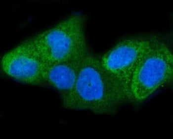 Immunofluorescent staining of FFPE human HeLa cells with Insulin-induced gene 1 antibody (green) and