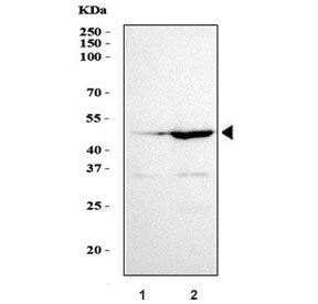 Western blot testing of human 1) 293T and 2) HepG2 cell lysate with GATA5 antibody. Predicted molecu