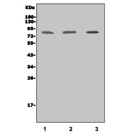Western blot testing of human 1) HL60, 2) U-87 MG and 3) A549 cell lysate with IKKI antibody. Predic