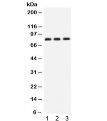 Clusterin Antibody