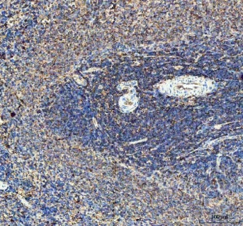 IHC staining of FFPE rat spleen tissue with Il10 antibody. HIER: boil tissue sections in pH8 EDTA fo