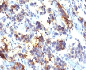 MUC5AC Antibody