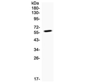 Western blot testing on 1ng of mouse recombinant protein with CD137 antibody at 0.5ug/ml. Expected m