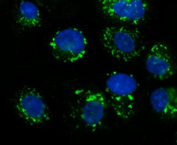 Immunofluorescent staining of FFPE human A431 cells with GOLM1 antibody (green) and DAPI nuclear sta