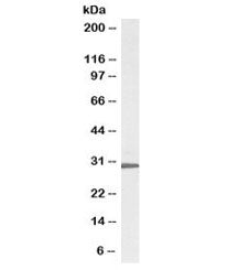 Western blot testing of HepG2 cell lysate with biotinylated RPL8 antibody at 0.3ug/ml. Predicted mol