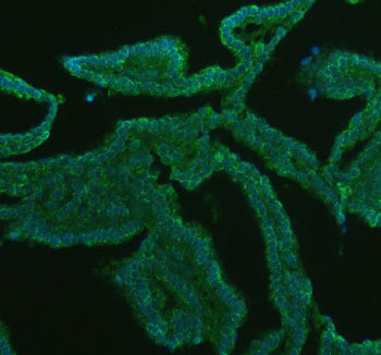 Immunofluorescent staining of GATM using anti-GATM antibody (green). GATM was detected in a paraffin