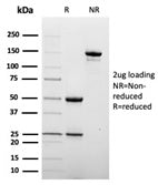 DC-SIGN Antibody / CD209