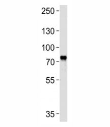 MYB Antibody
