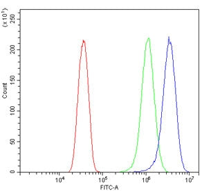 RAPGEF2 Antibody