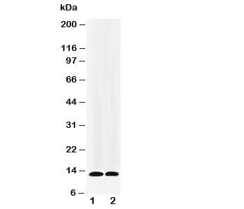 Western blot testing of IL-13 antibody and recombinant protein at 1: 5ng; 2: 2.5ng