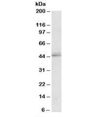 Western blot testing of K562 lysate with TIAR antibody at 2ug/ml. Predicted molecular weight: ~43kDa