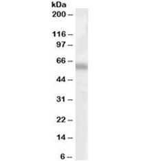TFEB Antibody