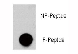 Dot blot analysis of phospho-AKT3 antibody. 50ng of phos-peptide or nonphos-peptide per dot were spo