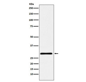Western blot testing of human HepG2 cell lysate with CBX7 antibody. Predicted molecular weight ~28 k