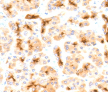 IHC testing of FFPE human pancreas with recombinant CFTR antibody (clone CFTR1-2R). HIER: boil tissu