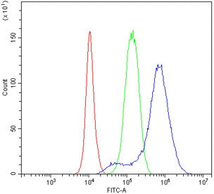 NDRG1 Antibody