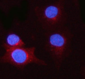 Immunofluorescent staining of FFPE human A549 cells with PSME1 antibody (red) and DAPI nuclear stain