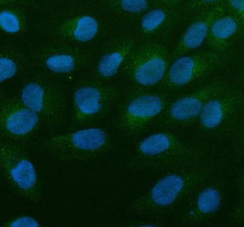 Immunofluorescent staining of ALOX5AP using anti-ALOX5AP antibody (green). ALOX5AP was detected in a