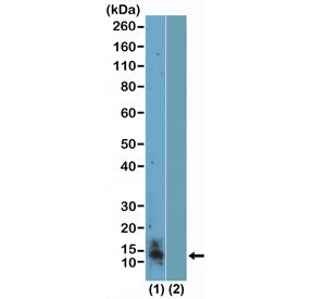 Western blot testing of acid extracts of human K562 cells (1) and recombinant Histone H4 (2) using r