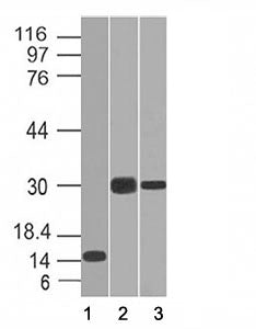 Western blot of 1) partial recombinant protein, 2) Panc-28 and 3) PANC1 cell lysate using CELA3B ant