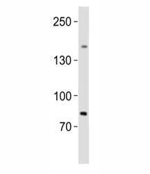 SALL4 Antibody